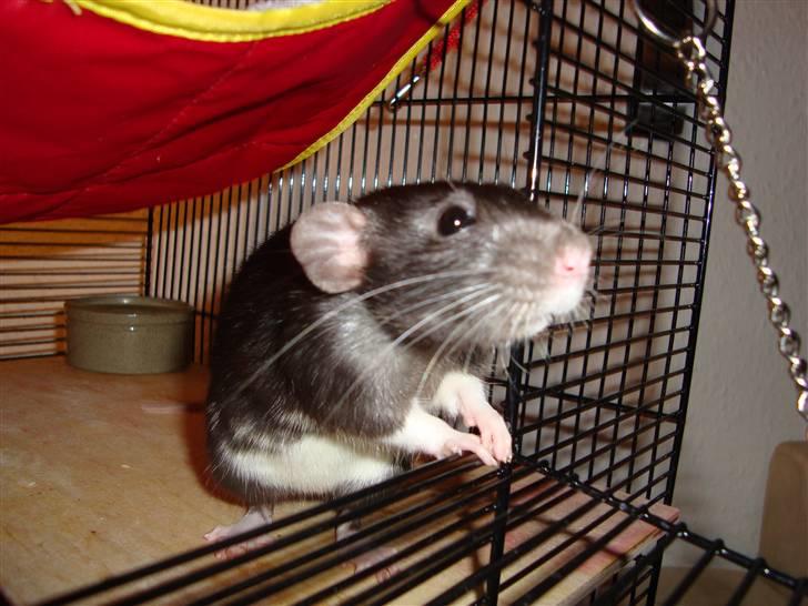 Tamrotte Speedy aflivet billede 1