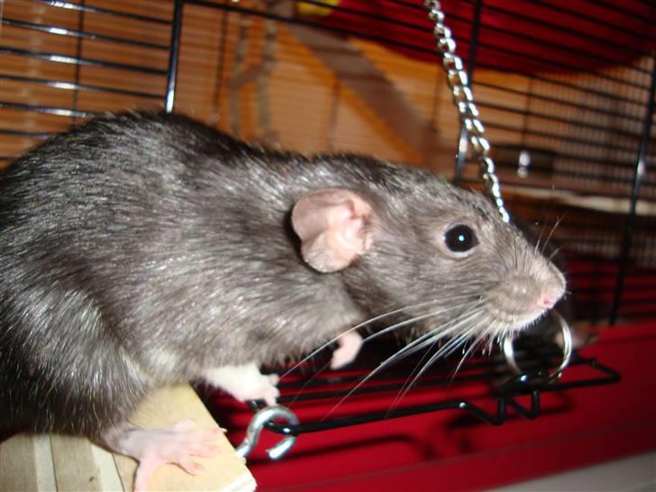 Tamrotte Speedy aflivet billede 2