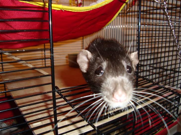 Tamrotte Speedy aflivet billede 3