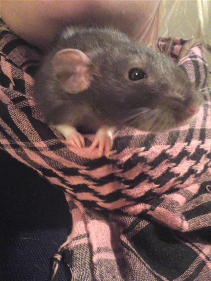 Tamrotte Speedy aflivet billede 4