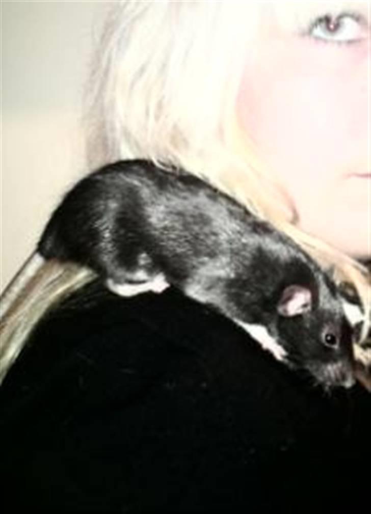 Tamrotte Speedy aflivet billede 5