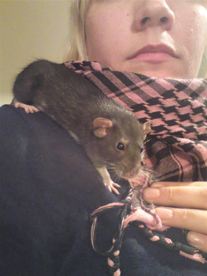 Tamrotte Speedy aflivet billede 6