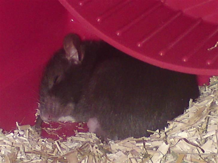 Tamrotte Victoria billede 1