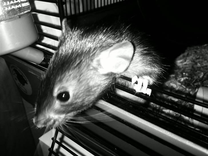 Tamrotte Victoria billede 2