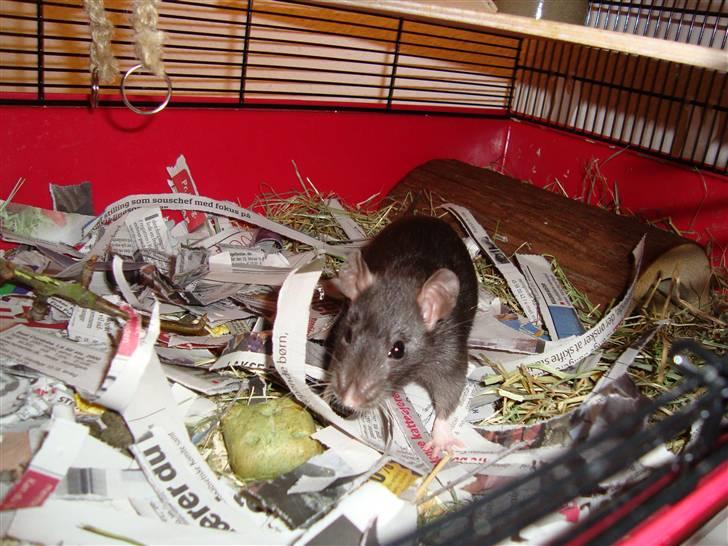 Tamrotte Victoria billede 3