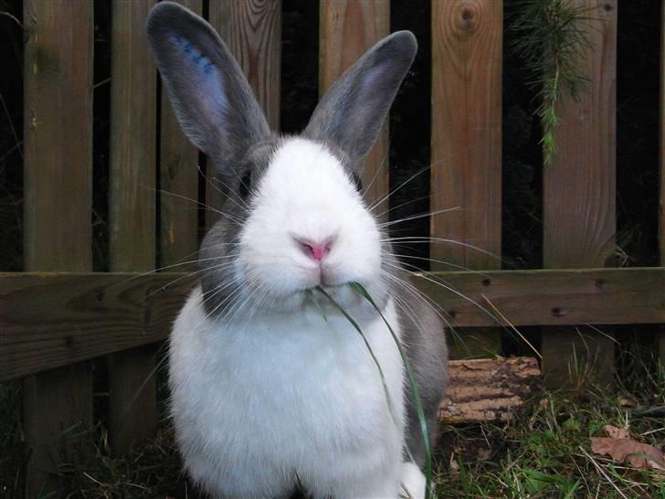 Kanin - Hollænder Strandvejs Shapper billede 13
