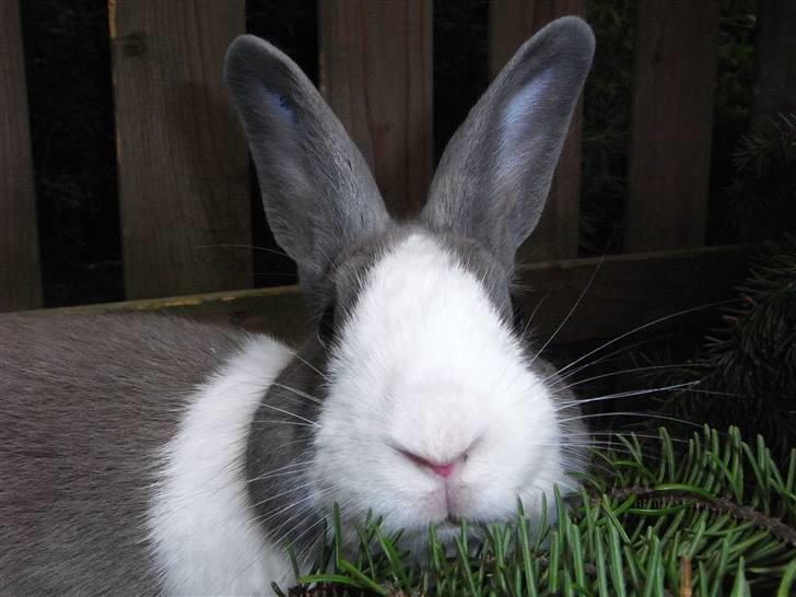 Kanin - Hollænder Strandvejs Shapper billede 14