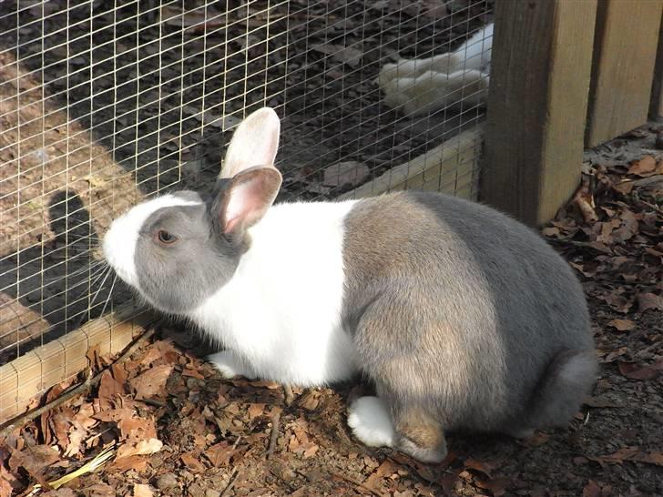 Kanin - Hollænder Strandvejs Shapper billede 15