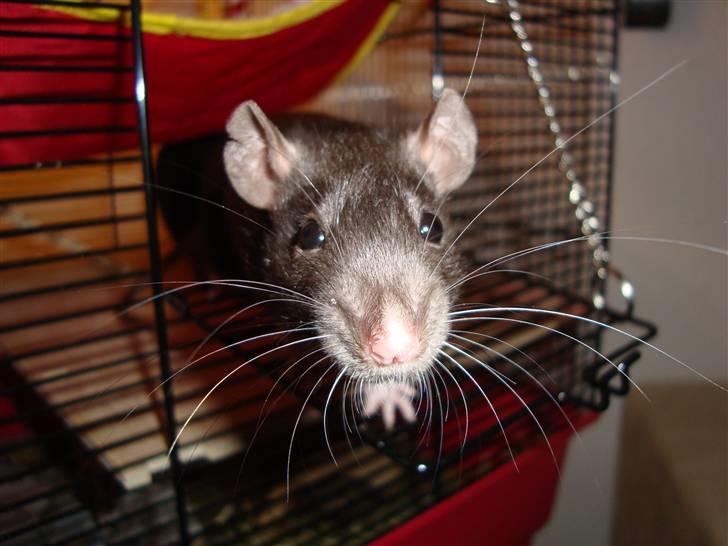 Tamrotte Victoria billede 4