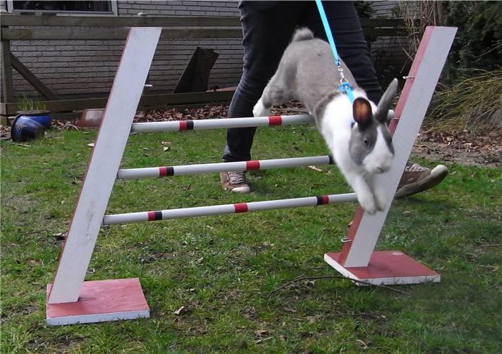 Kanin - Hollænder Strandvejs Shapper billede 16