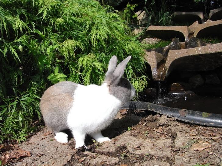 Kanin - Hollænder Strandvejs Shapper billede 17