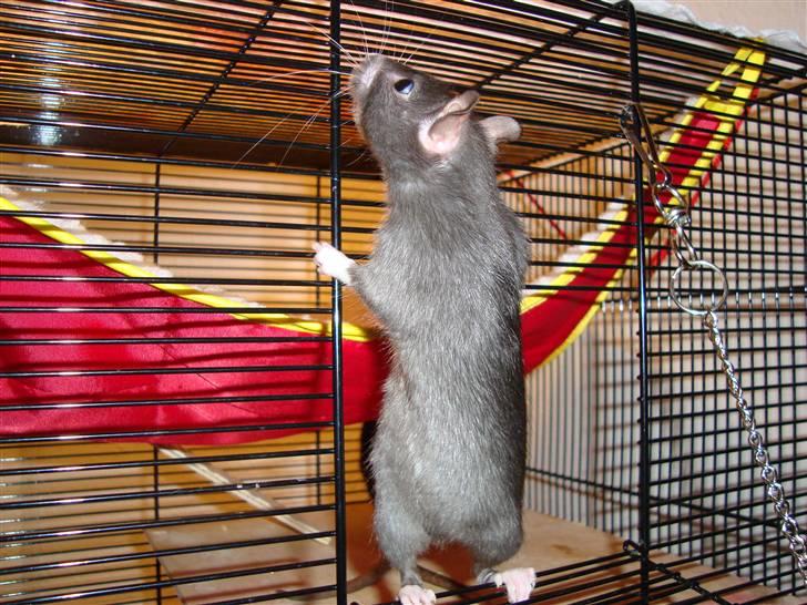 Tamrotte Victoria billede 5