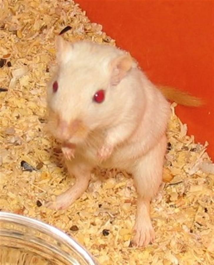 Ørkenrotte Shower shock billede 1