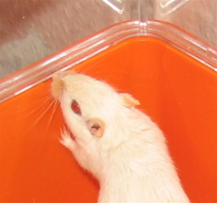 Ørkenrotte Shower shock billede 2