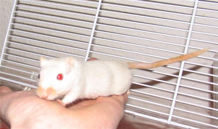 Ørkenrotte Shower shock billede 3