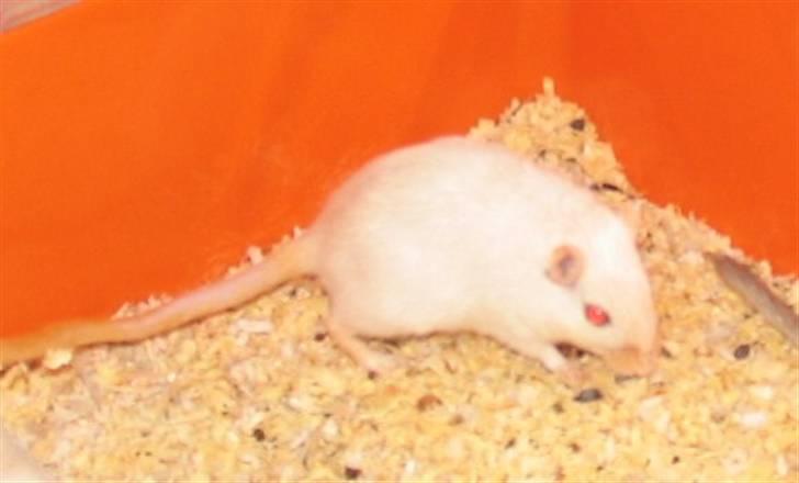 Ørkenrotte Shower shock billede 4