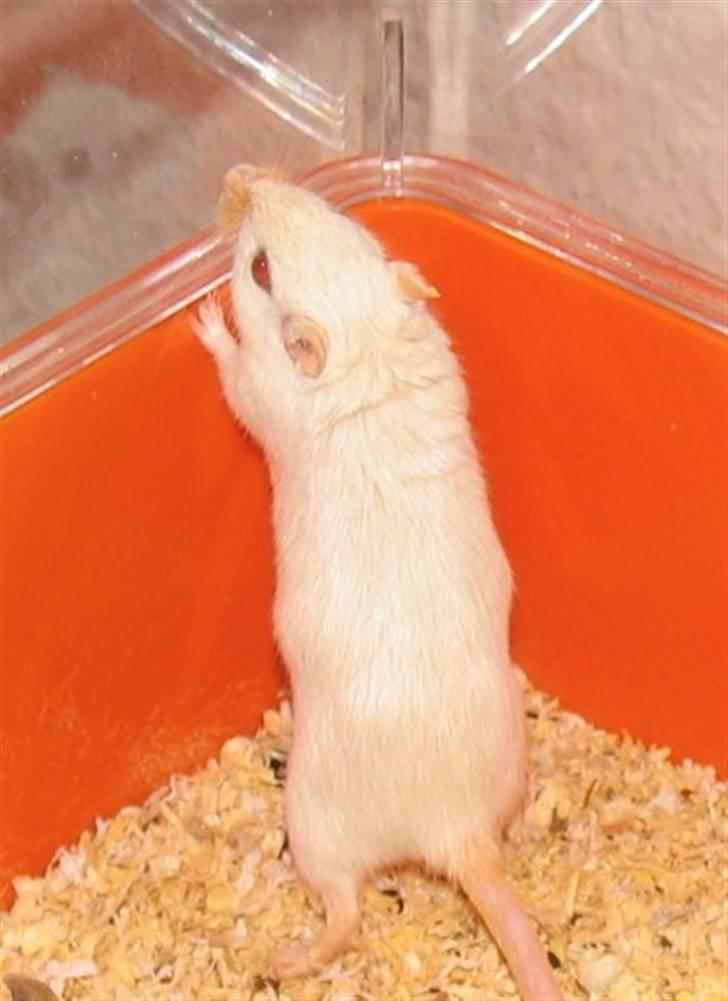 Ørkenrotte Shower shock billede 5