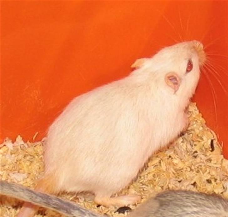 Ørkenrotte Shower shock billede 6