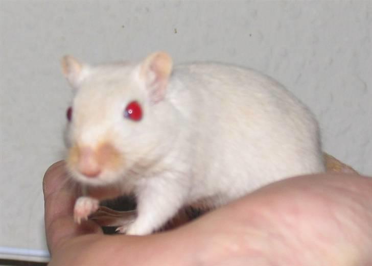 Ørkenrotte Shower shock billede 7