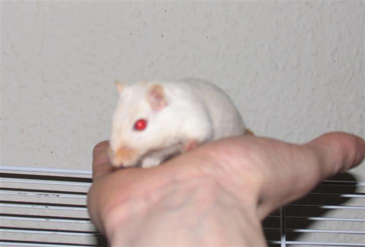 Ørkenrotte Shower shock billede 8