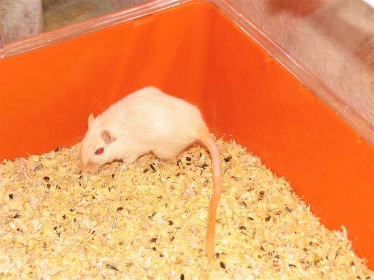 Ørkenrotte Shower shock billede 9