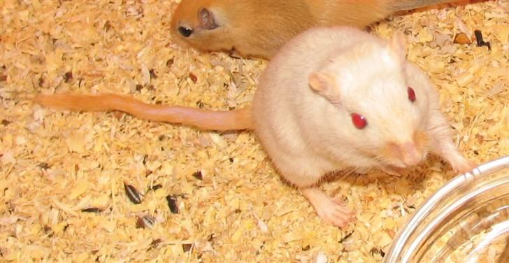 Ørkenrotte Shower shock billede 10