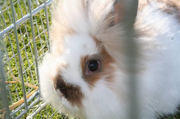 Kanin PAINT billede 1