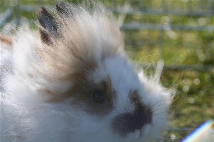 Kanin PAINT billede 2