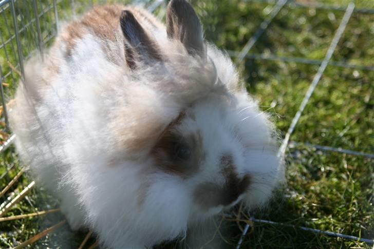 Kanin PAINT billede 3