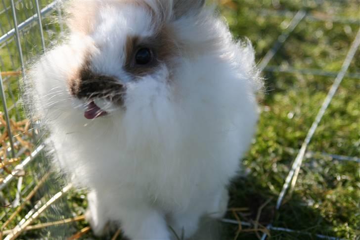 Kanin PAINT - Nååår (´: billede 4