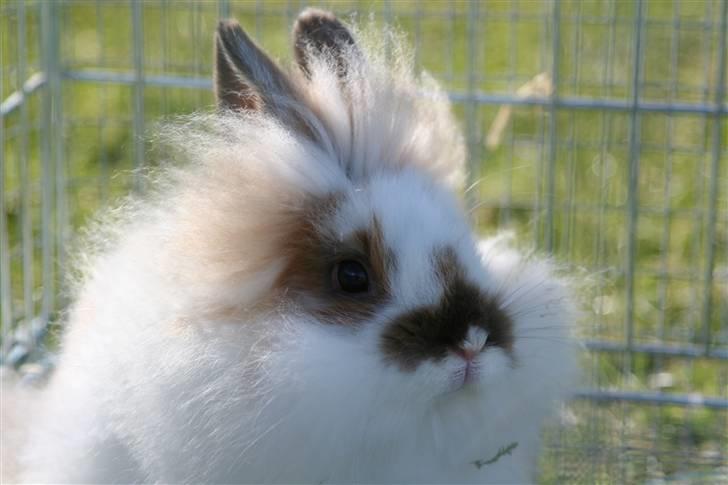 Kanin PAINT billede 5