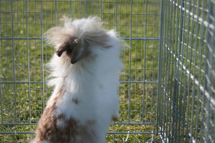 Kanin PAINT billede 6