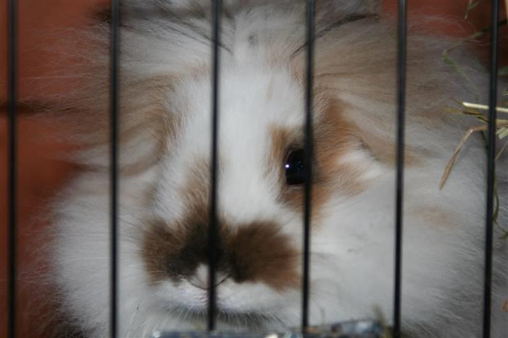 Kanin PAINT billede 7