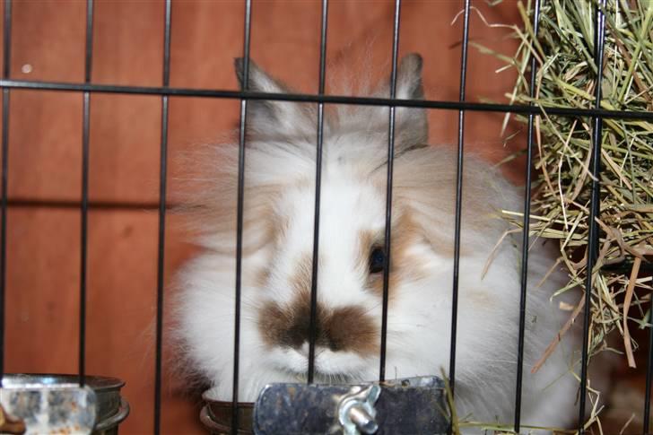 Kanin PAINT billede 8