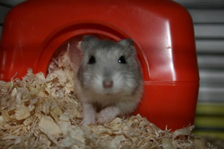 Dværghamster Muddie - givet væk *RIP* billede 4