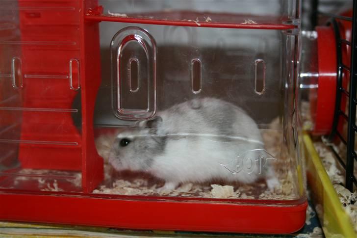 Dværghamster Muddie - givet væk *RIP* billede 5
