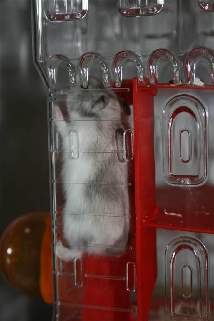 Dværghamster Muddie - givet væk *RIP* billede 6