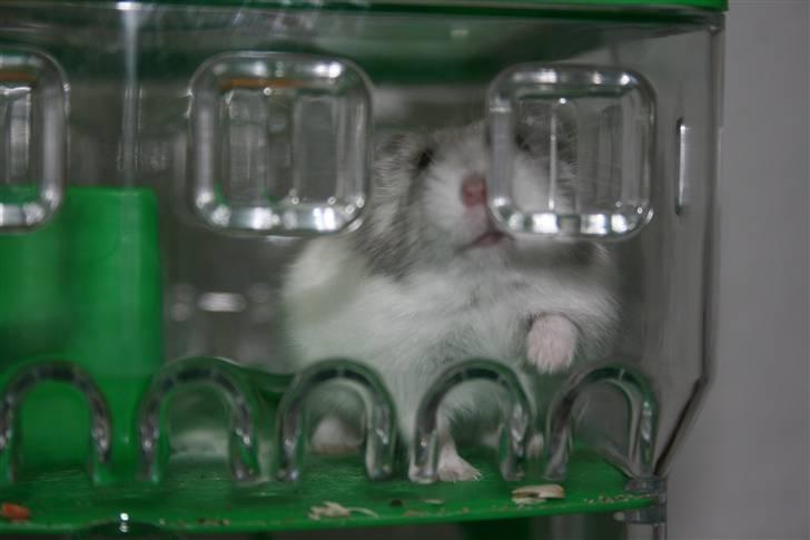 Dværghamster Muddie - givet væk *RIP* billede 7