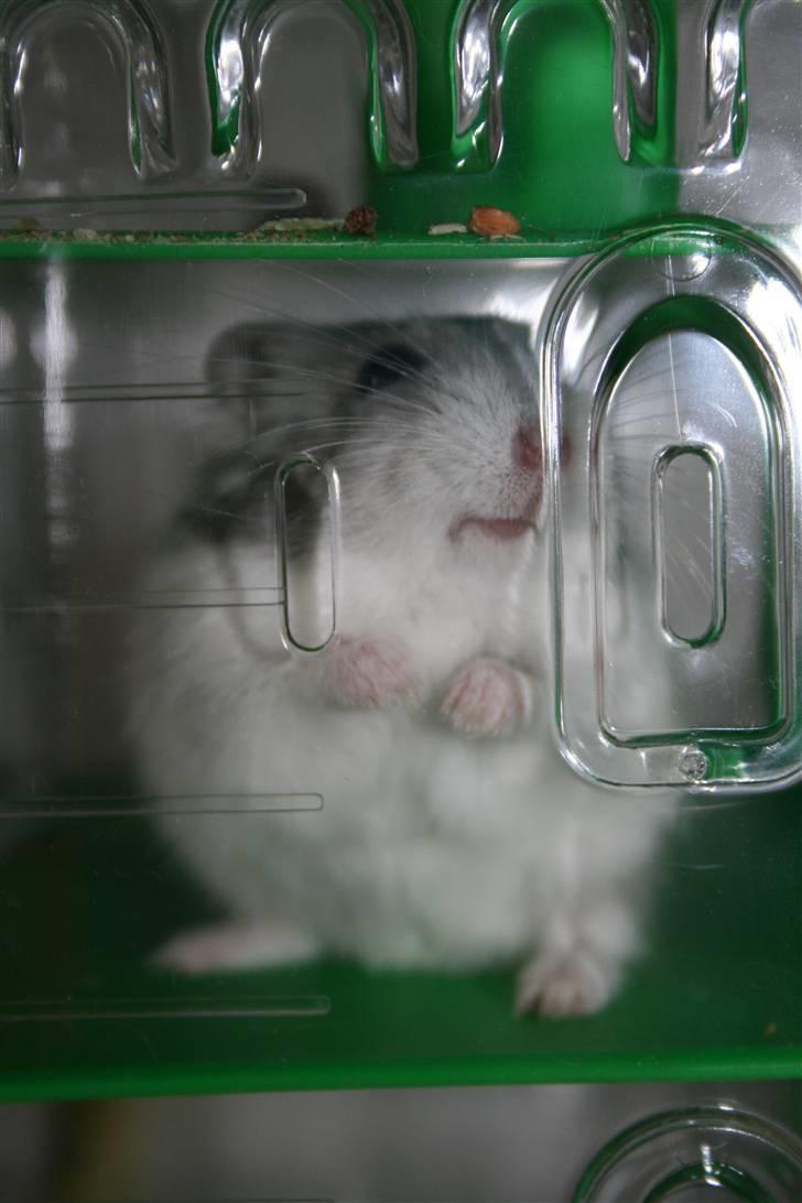 Dværghamster Muddie - givet væk *RIP* billede 8