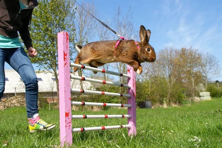 Kanin Magics Magic Highlight billede 1