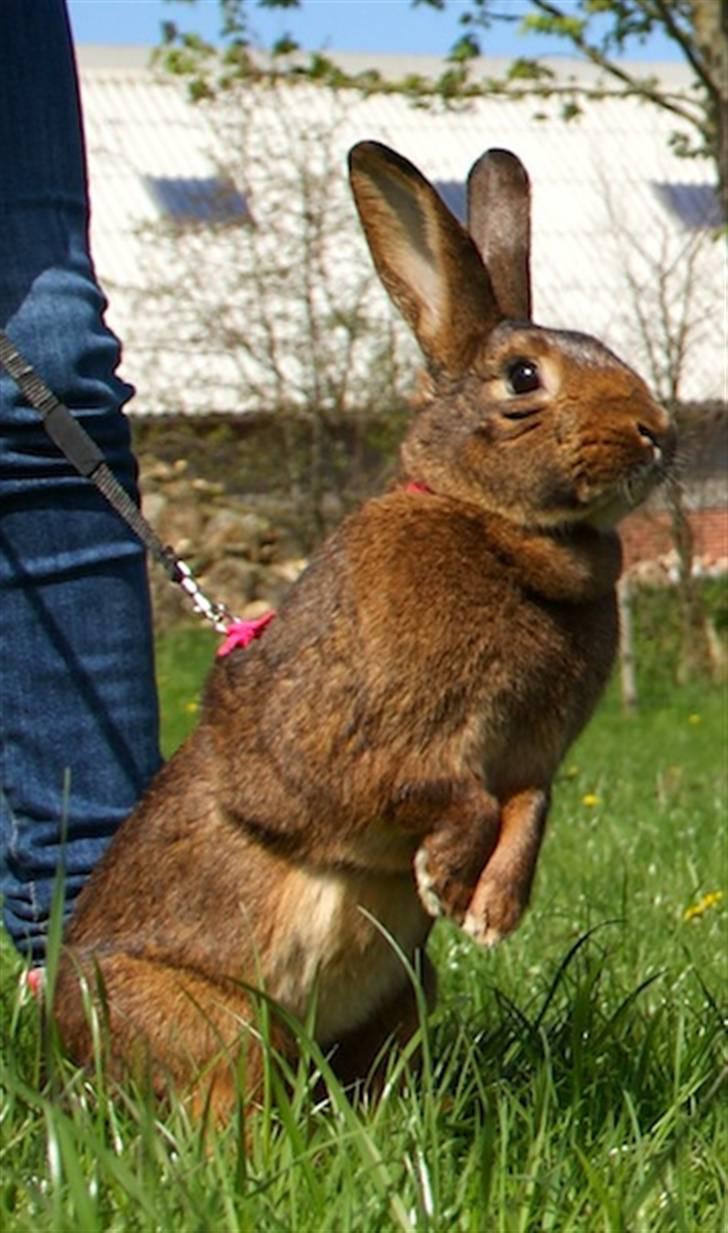 Kanin Magics Magic Highlight billede 2