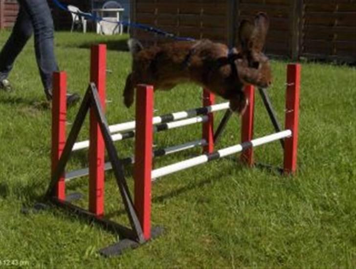 Kanin Magics Magic Highlight billede 3