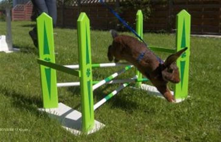 Kanin Magics Magic Highlight billede 4