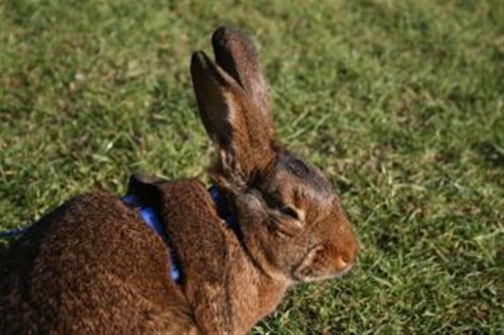 Kanin Magics Magic Highlight billede 5