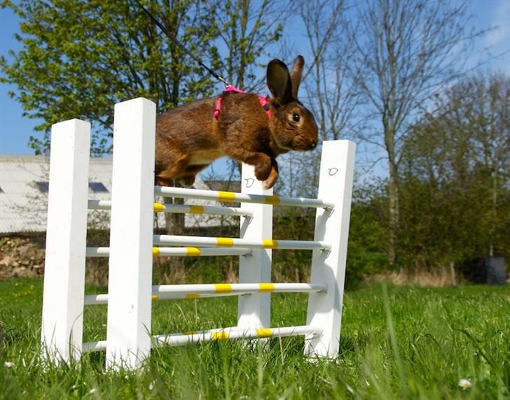 Kanin Magics Magic Highlight billede 6