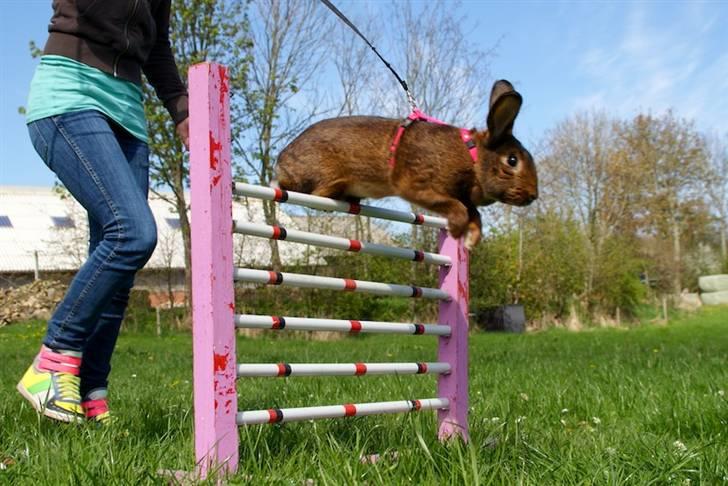 Kanin Magics Magic Highlight billede 7