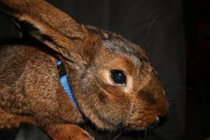 Kanin Magics Magic Highlight billede 8