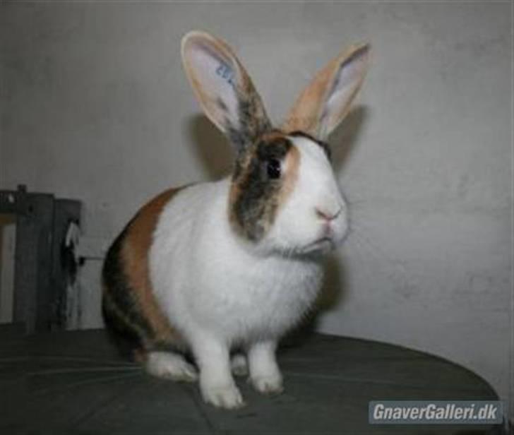 Kanin Beders Tropic Thunder billede 15