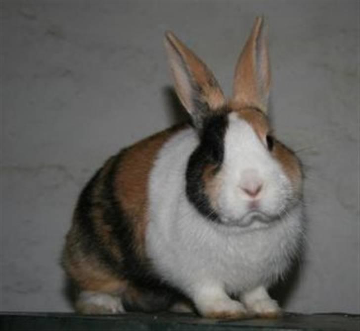 Kanin Beders November Rain billede 1