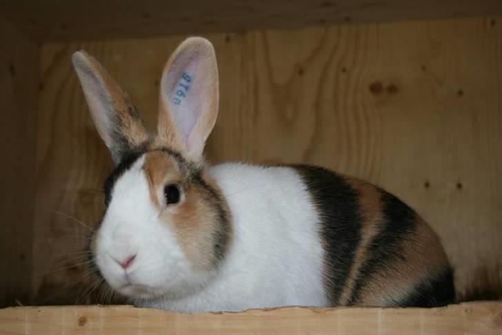 Kanin Beders November Rain billede 2